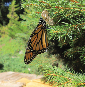 A monarch butterfly hangs from a chrysalis it may have emerged from. In Massachusetts, monarchs migrate south from mid-August through late September and early October.                                 Courtesy Lynn Dischler                 