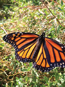 A time-lapse video created by Sean capturing a butterfly emerging from its chrysalis. 